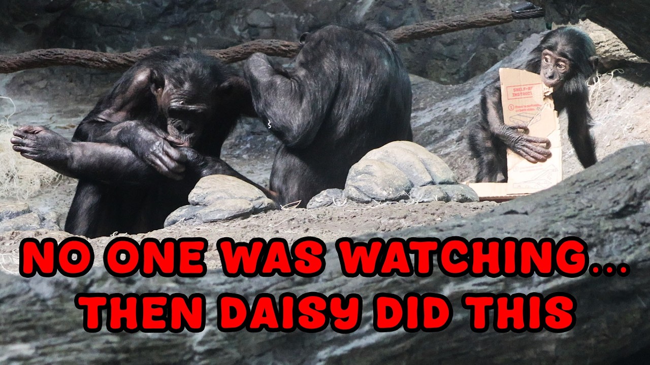 What Baby Bonobo Daisy Does When No One Is Paying Attention