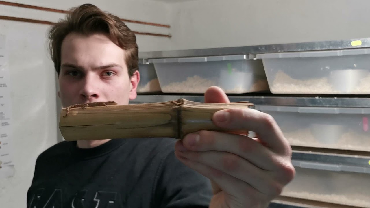 Nejroztomilejší Gekon ?!! Gekon Panenský, nápověda k soutěži a ukázka zvířat.