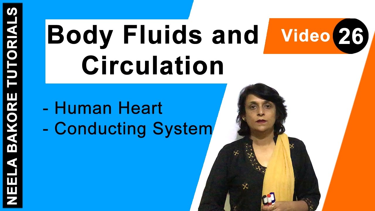 Body Fluids and Circulation | NEET | Human Heart - Conducting System | Neela Bakore Tutorials