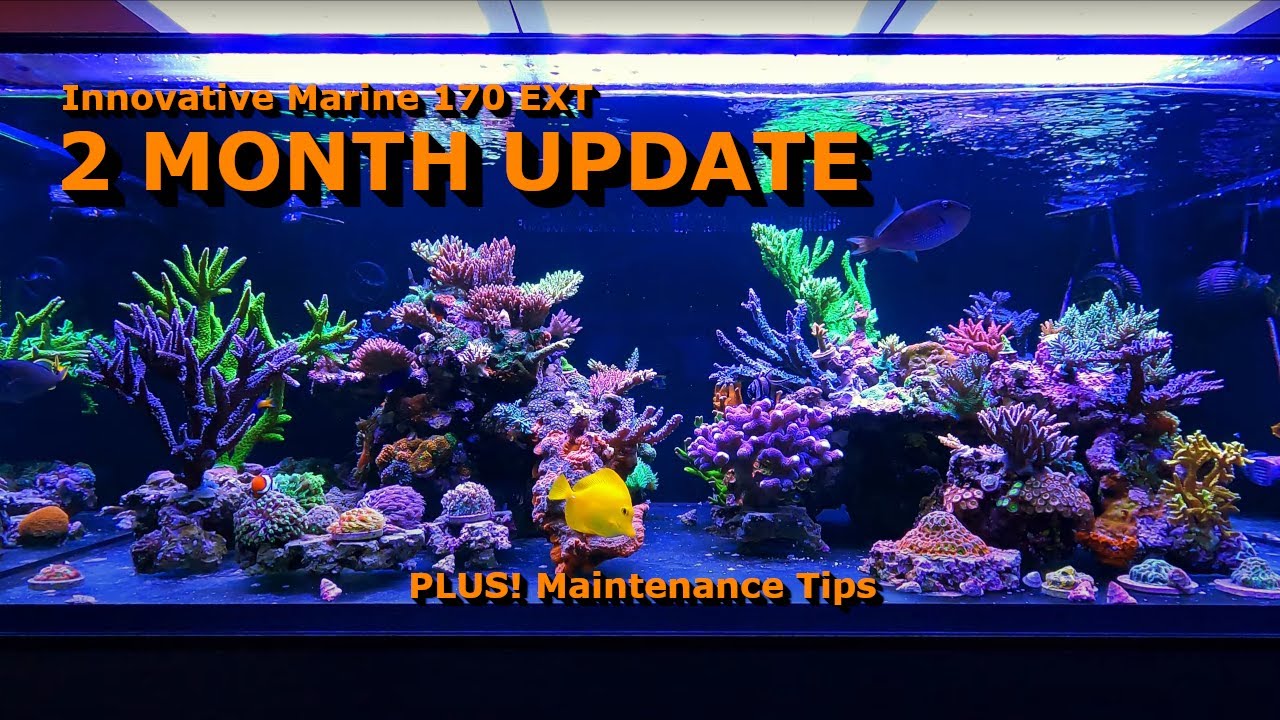 2 Month Progress on Reef Tank Upgrade + Maintenance Tips
