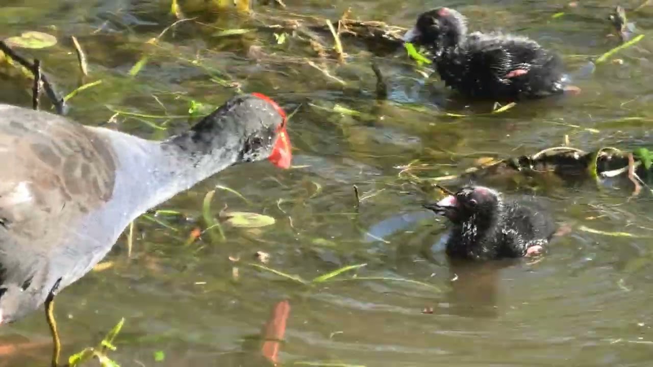 Australasian Swamphen 20