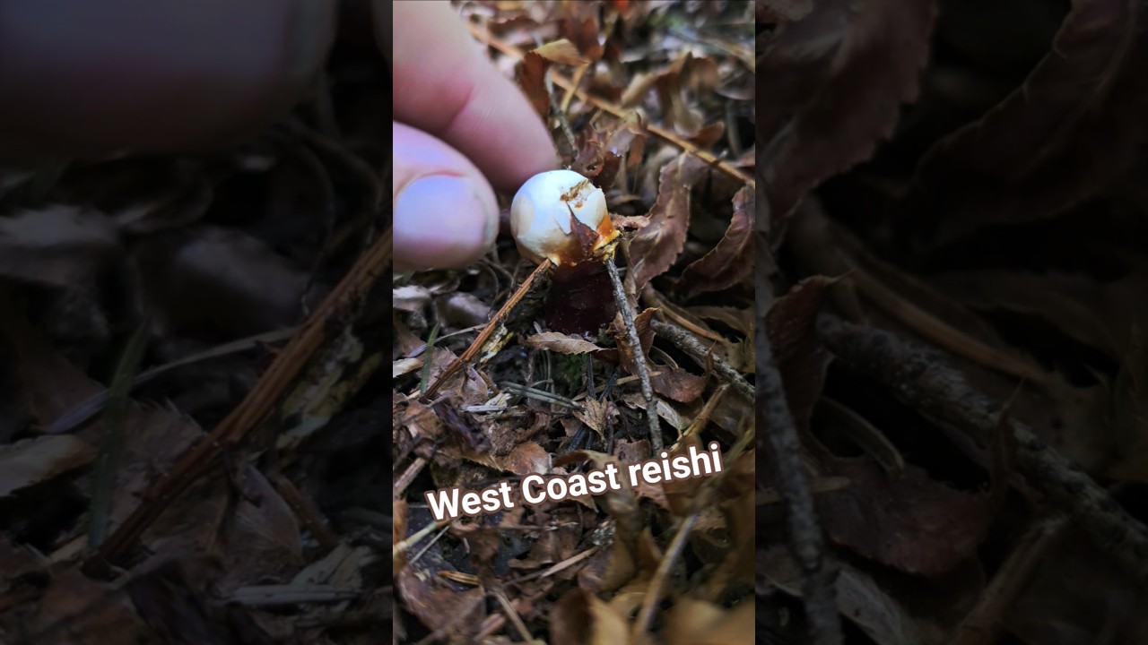 Ganoderma oregonense - West Coast Reishi