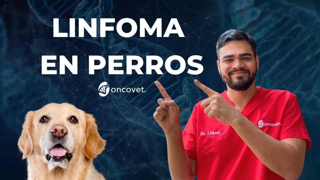 Descubre todos los detalles sobre Linfoma en Perros