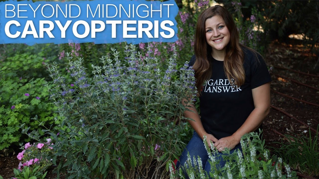 Beyond Midnight® Caryopteris | Late-Season Color & Pollinator-Friendly Shrub by Proven Winners®