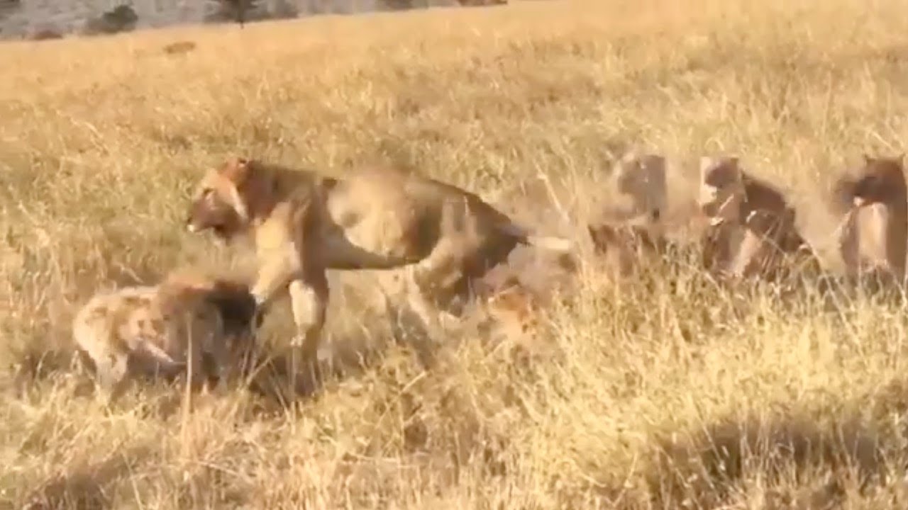 Lion messes with the wrong clan