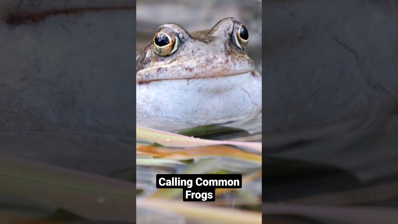 Croaking Common Frogs