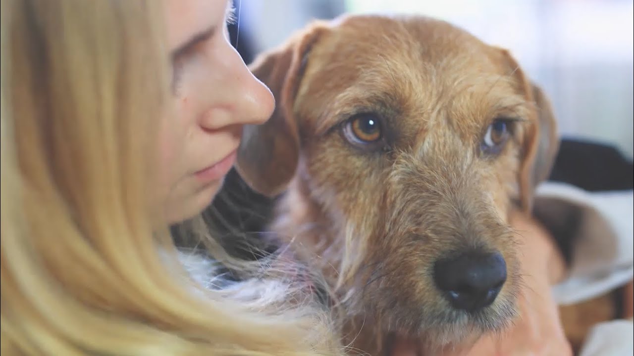 ARA - Animal Rescue Algarve - Our story, our dream!