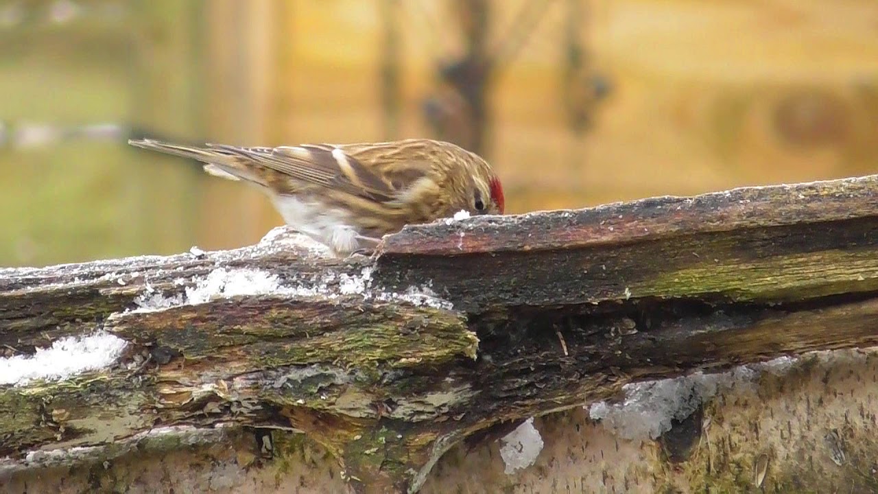 Fauna im Nürnberger Reichswald Teil 2