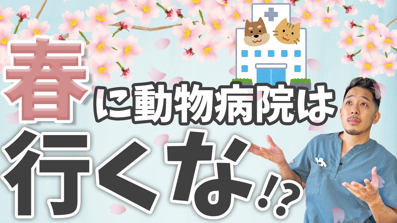 【獣医師のリアル】春の動物病院は避けろ!?飼い主さんに知ってほしい動物病院の裏側を獣医師が大暴露！