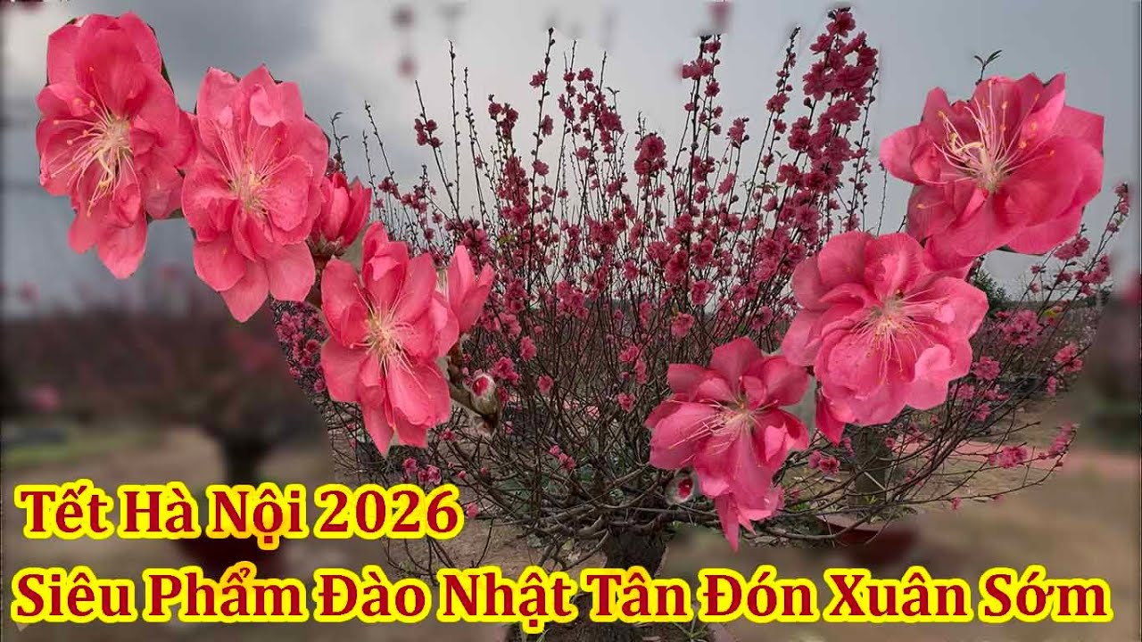 NGẤT NGÂY SIÊU PHẨM ĐÀO NHẬTTÂN GIÁ TIỀN TỶ ĐÓN XUÂN SỚM 2026