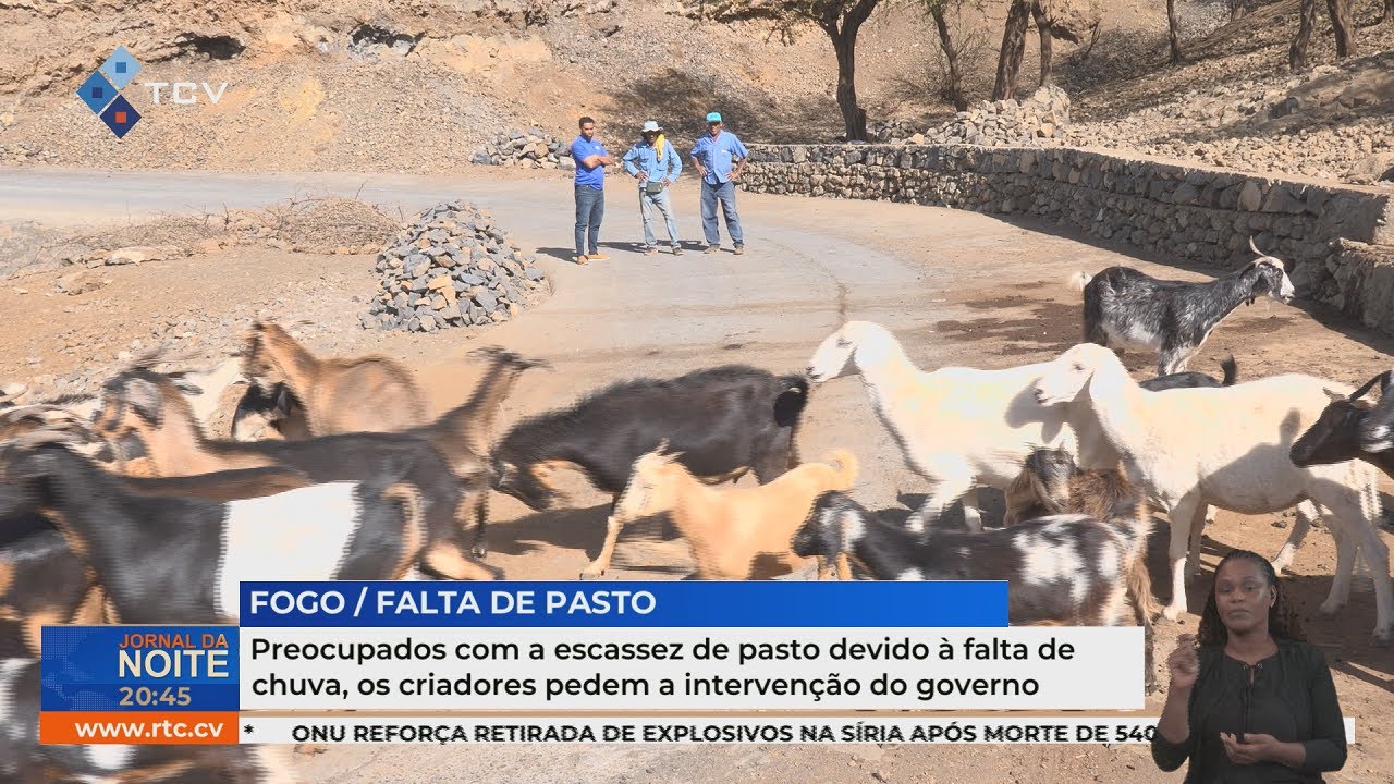 Criadores pedem apoio do Governo face à escassez de pasto