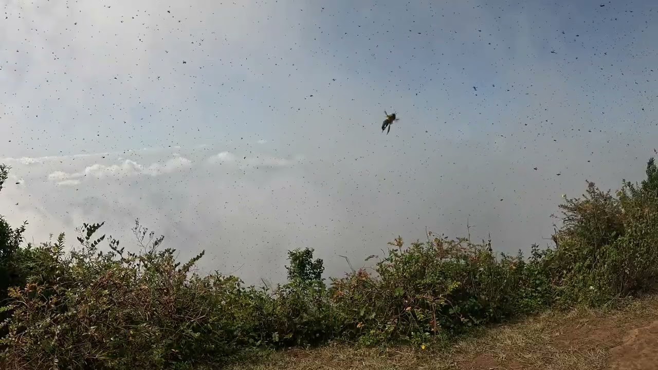 パーホムポック山頂での蜂の群れ, ฝูงผึ้งบนยอดดอยผ้าห่มปก, Swarm of bees on the summit of Doi Pha Hom Pok
