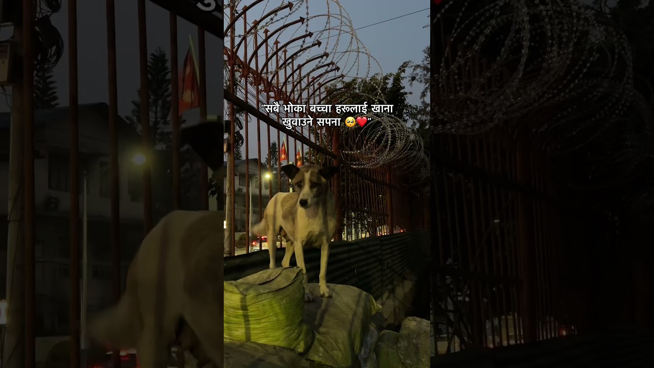 Dream is to feed every hungry doggos 🥺❤️