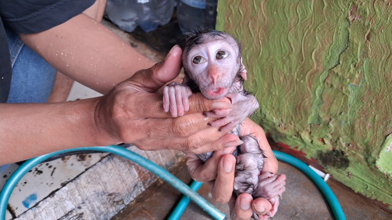 baby monkey bath