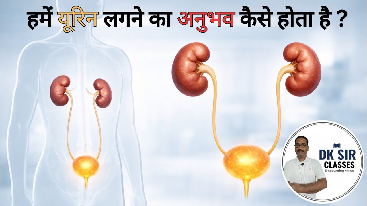 हमें यूरिन लगने का अनुभव कैसे होता है? 