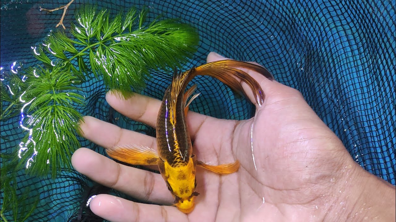 7 видов самых красивых рыб-кои Кумпай/Слайер, которые вам обязательно понравятся