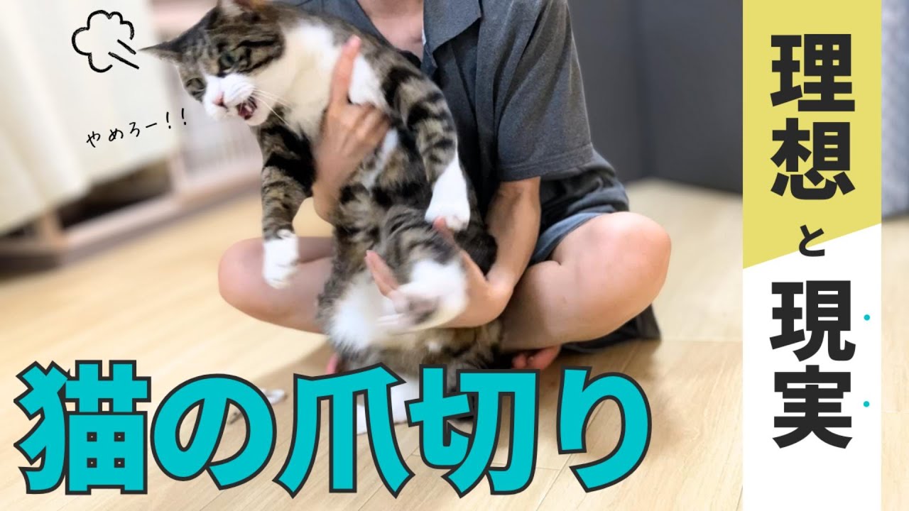 猫の爪切りのリクエストに答えてみた