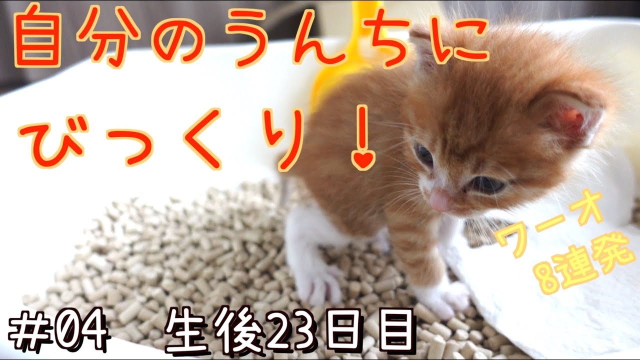 【保護猫 生後23日目】初めての自力うんちにビックリする子猫が可愛い
