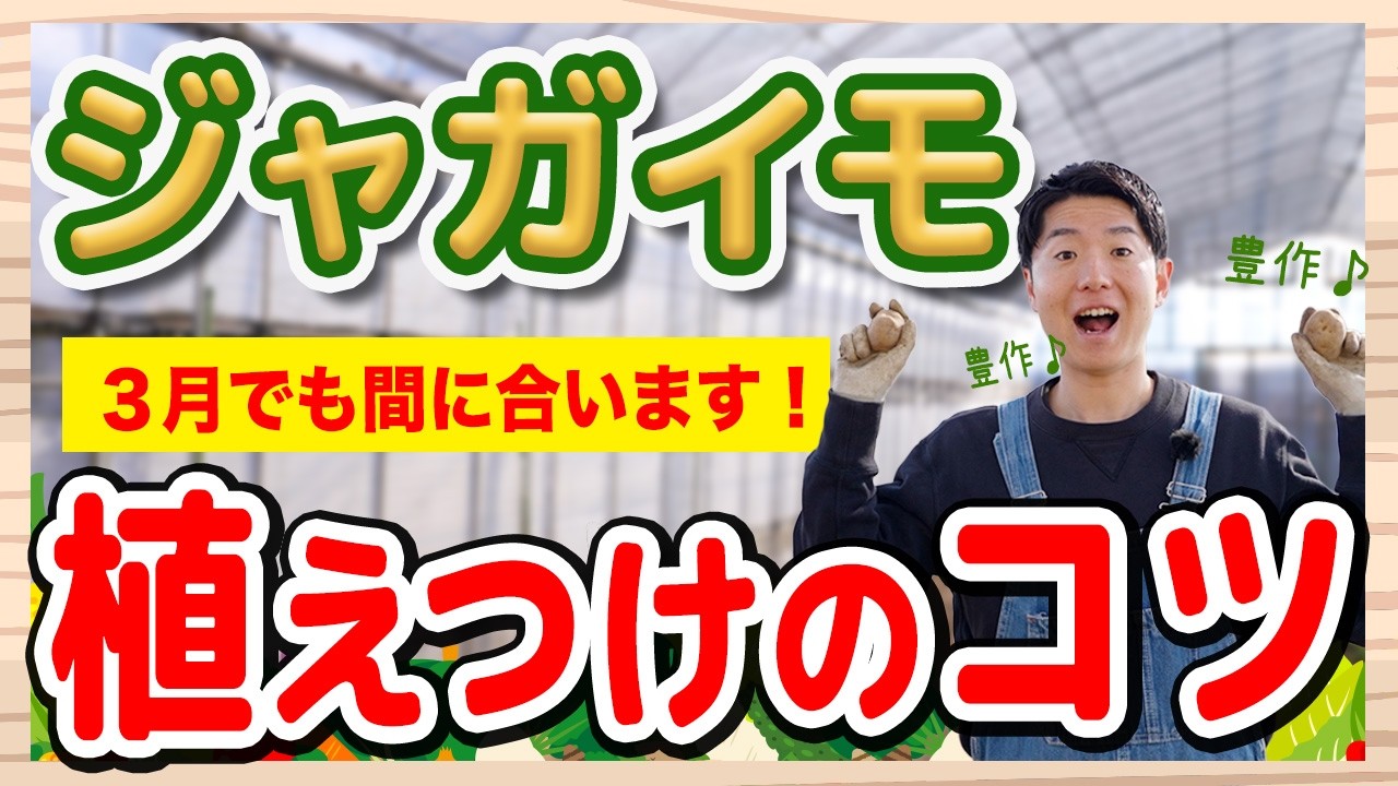 【ジャガイモ栽培】3月でも間に合う！土作りと植えつけのコツを解説！【ハイポネックス】【リキダス】