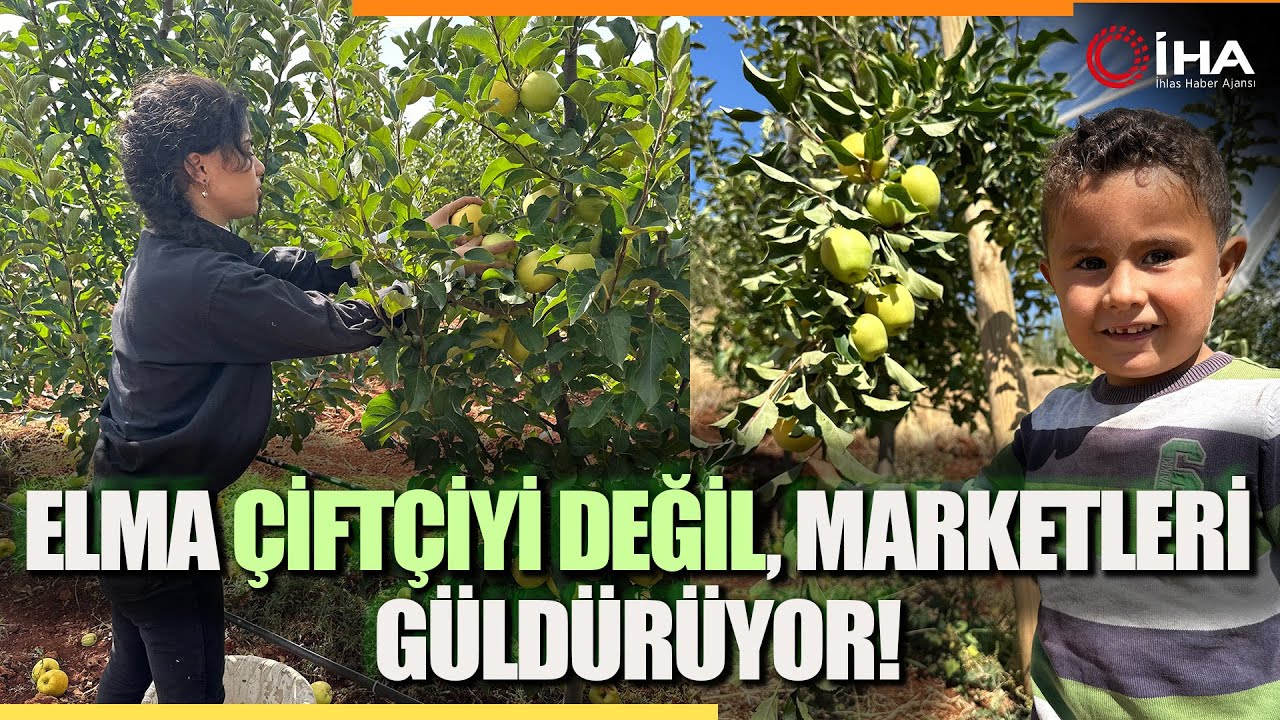 Hasadı Yapılan Elma Tarlada 10, Markette 40 TL