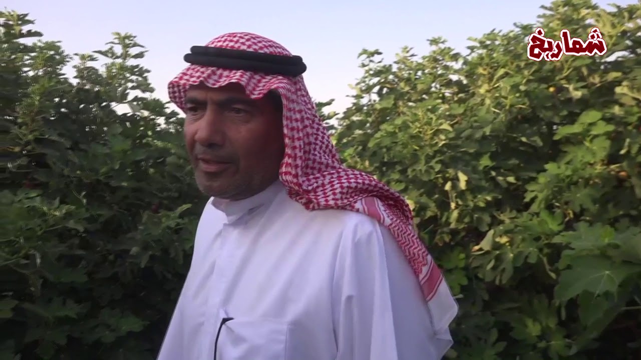 جولة قصيرة في مشروع العبيد الزراعي بعنيزة ( إنتاج التين )