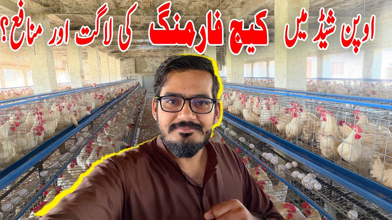 Layer Cage Farming in Open Shed | Type A Cage System ((Karachi Cage) Complete Farm Tour & Cost