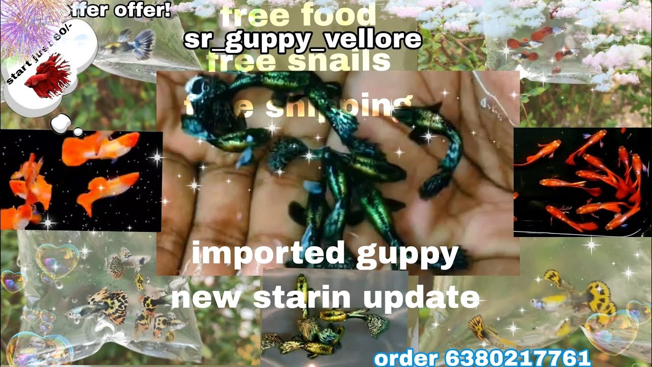 Guppy imported guppy available low price offer don't miss it guys #video #tamil video #guppy