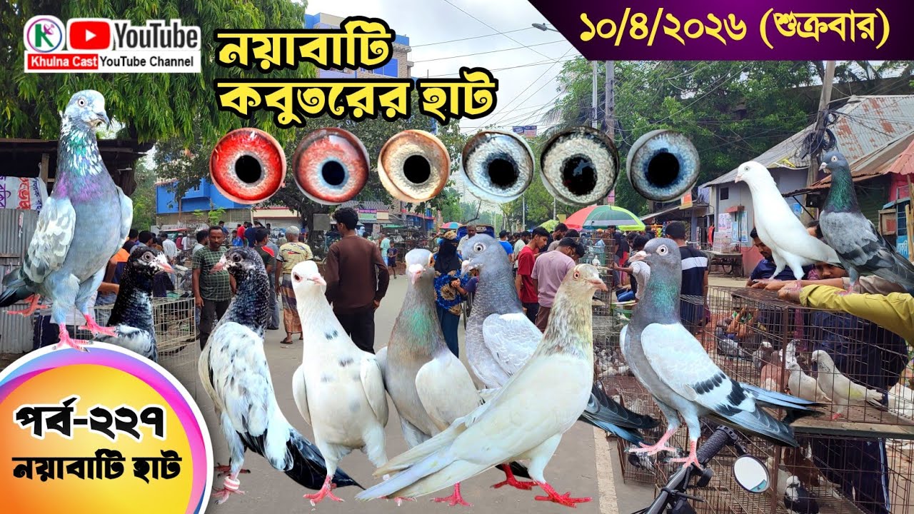 নয়াবাটি কবুতরের হাট পর্ব-২২৭।।খুলনা জেলার সবথেকে বড় কবুতরে হাট নয়াবাটী ।। the Largest pigeon market