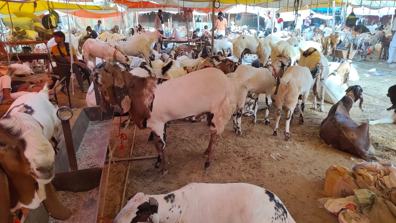 Jama masjid Bakra Mandi live update 31/5/2025 Delhi