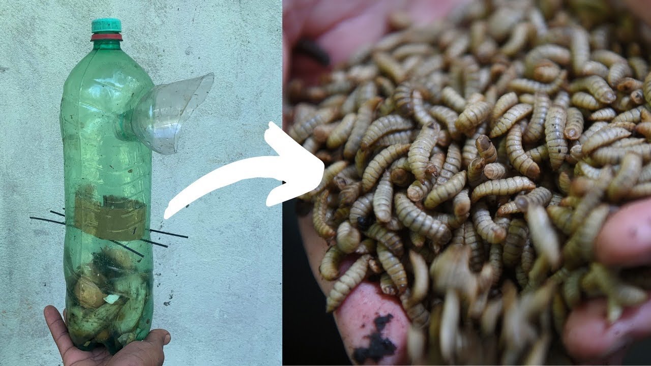 Armadilha para capturar LARVAS da Mosca Soldado Negro