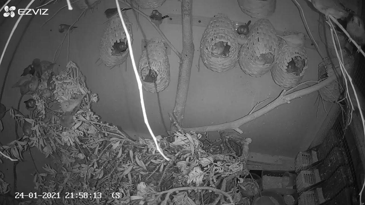 Zebra Finch Aviary Live (24012021 AM)