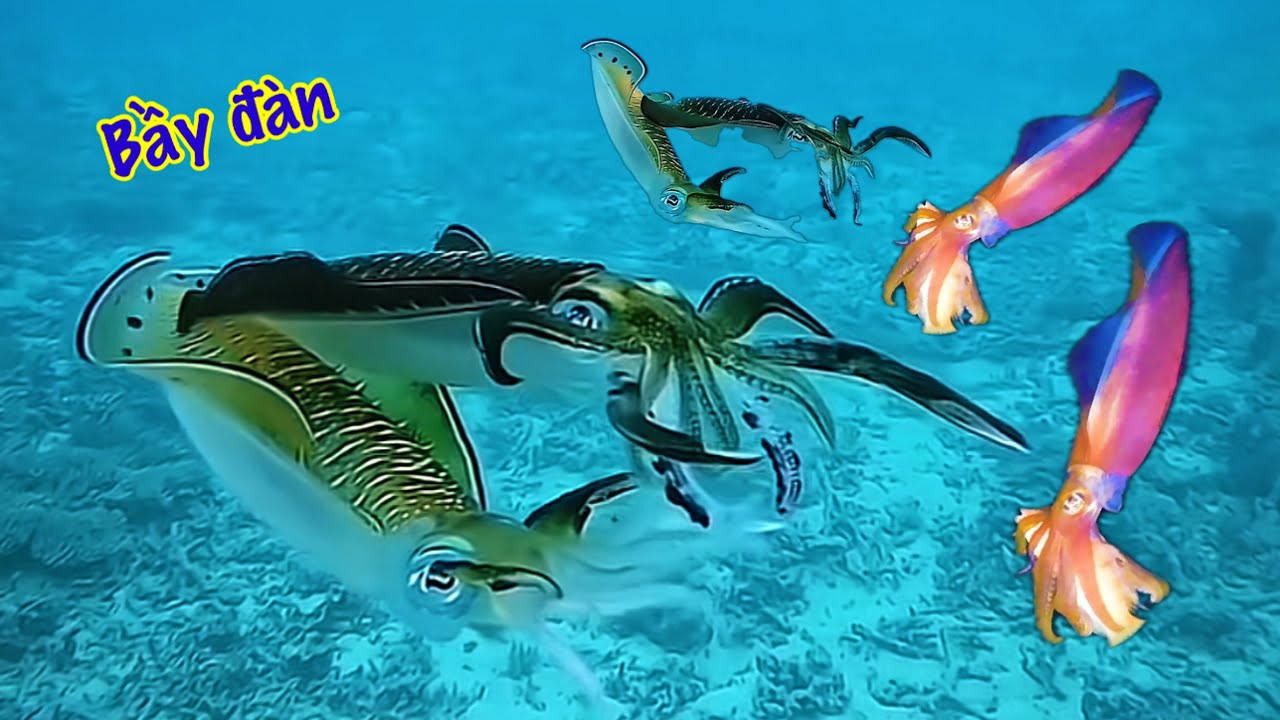 Chạm Đáy Biển Sâu Thợ Lặn Bội Thu Tiền Triệu Gặp Ngay Hang Ổ Mực