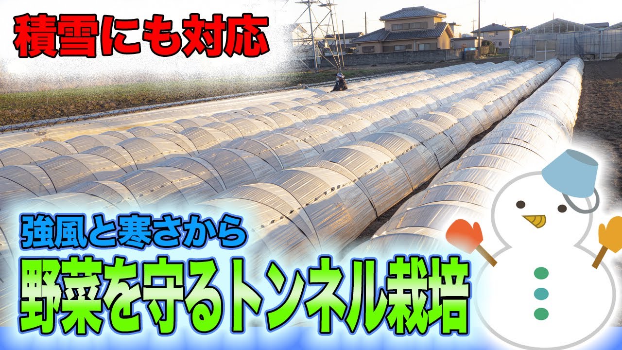 厳寒期のトンネル栽培方法！！強風、積雪からも野菜を守る