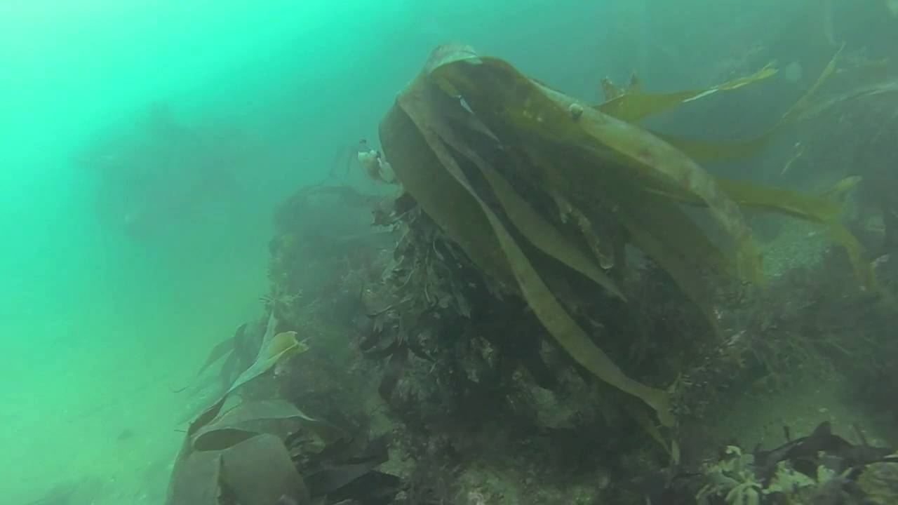 WILT DAVE NORMAN COURT  scuba dive Anglesey