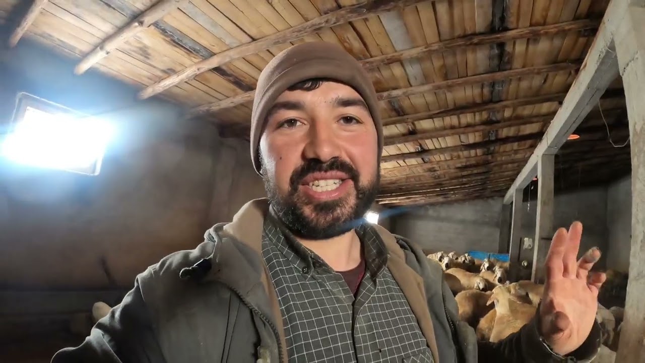 KUZULAR NEDEN AĞLIYOR !!!!!!!!!!!!!EVİNE KAVUŞTU