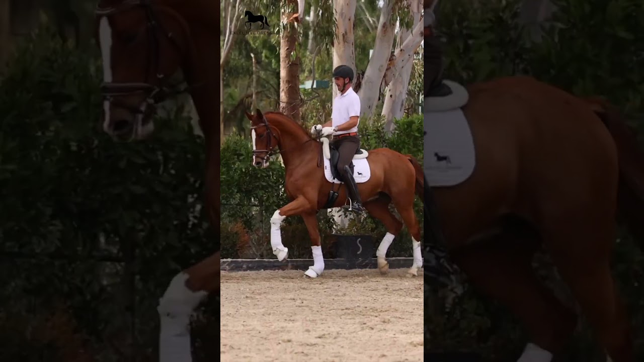 Beau EDI. A top level 5 year old dressage prospect for sale.