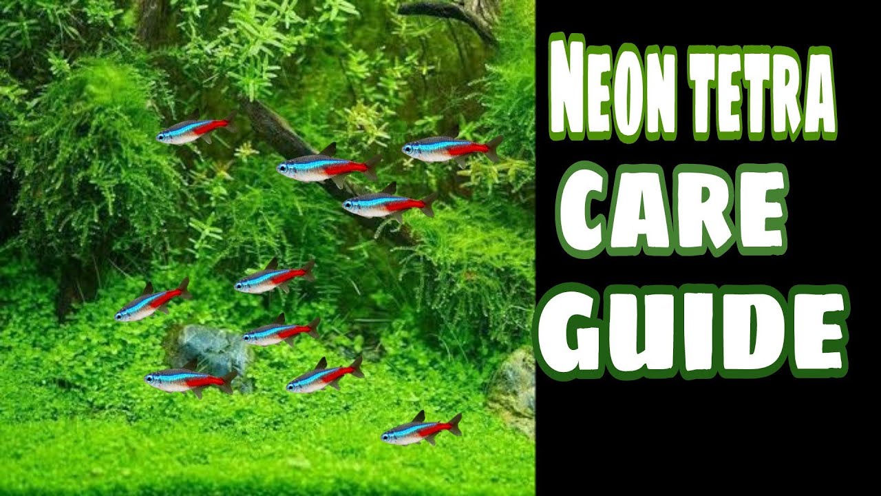 NEON TETRA CARE GUIDE | IN TELUGU | AQUA FACTS |