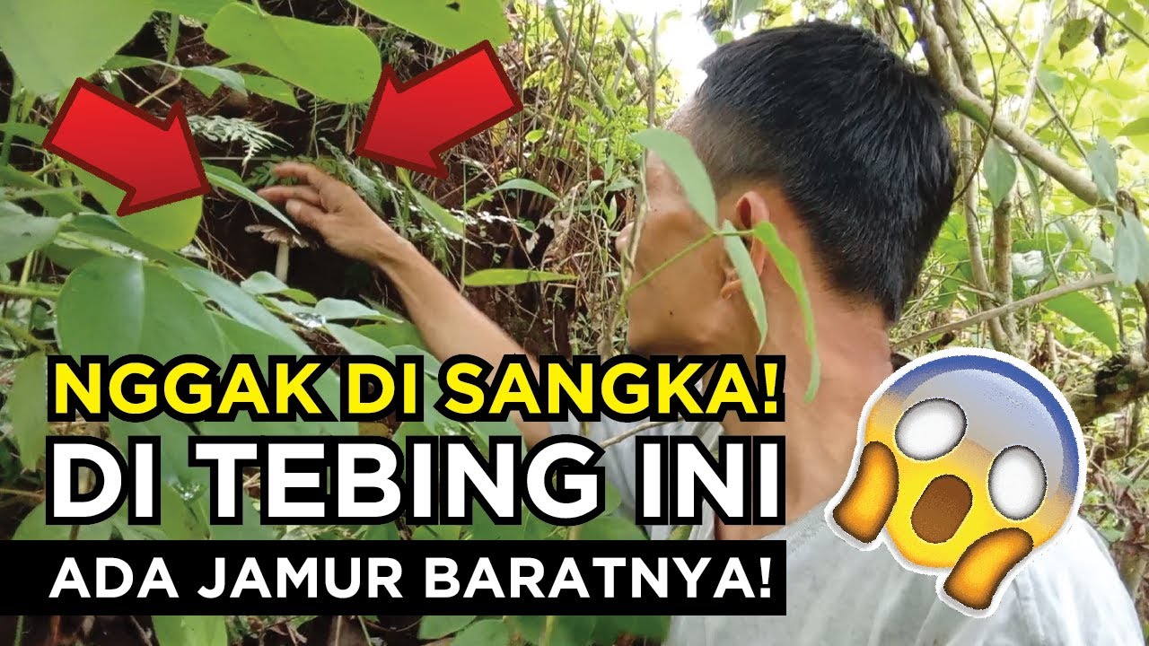 TERNYATA ADAAA! DI SPOT TEBING INI DAPAT JAMUR BARAT!