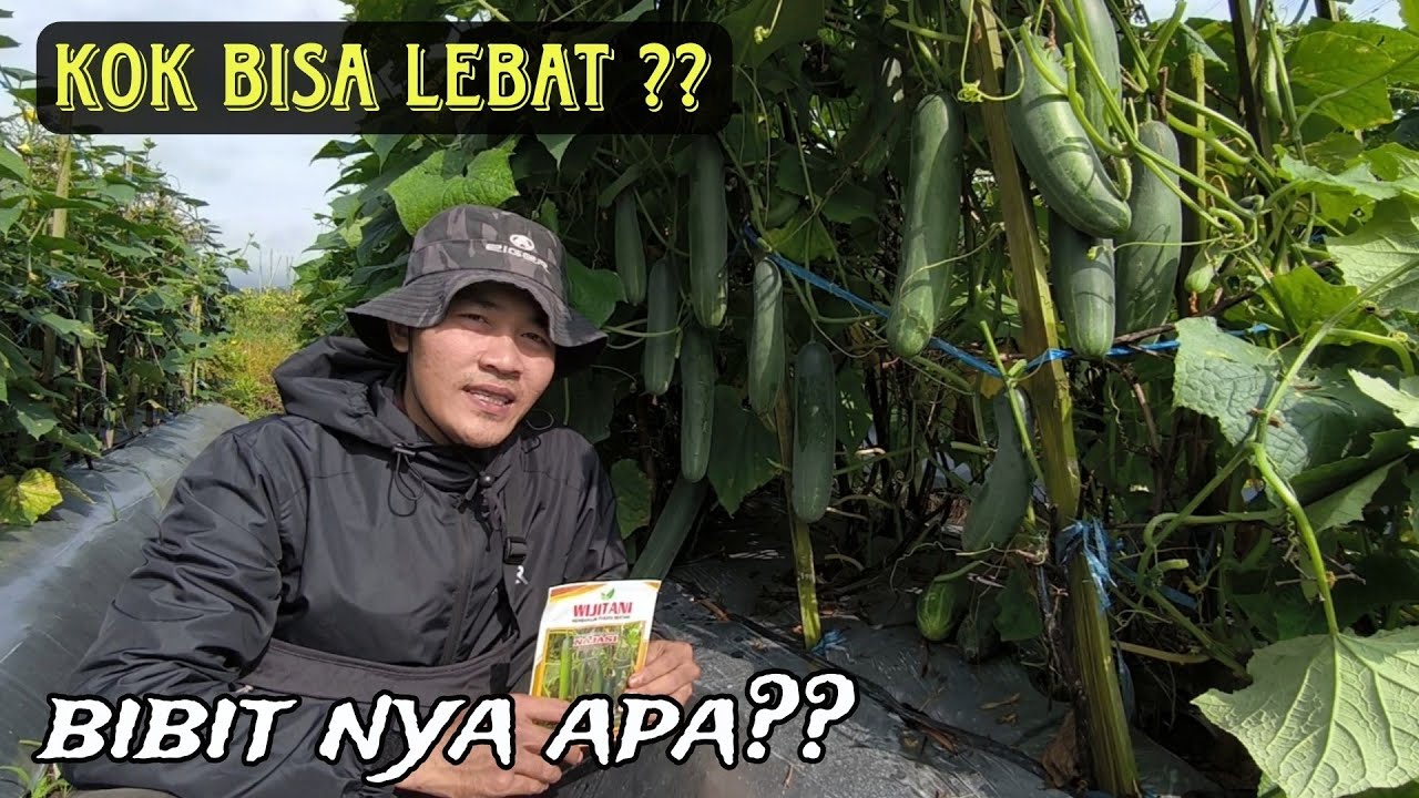 Benih mentimun hijau unggulan saat ini yang buahnya lebat, besar, berbobot dan tidak pahit