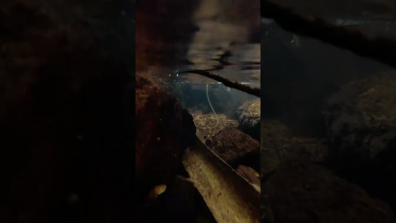 Soothing ASMR Village River Underwater World with Gentle Flowing Water and Relaxing Nature Vibes