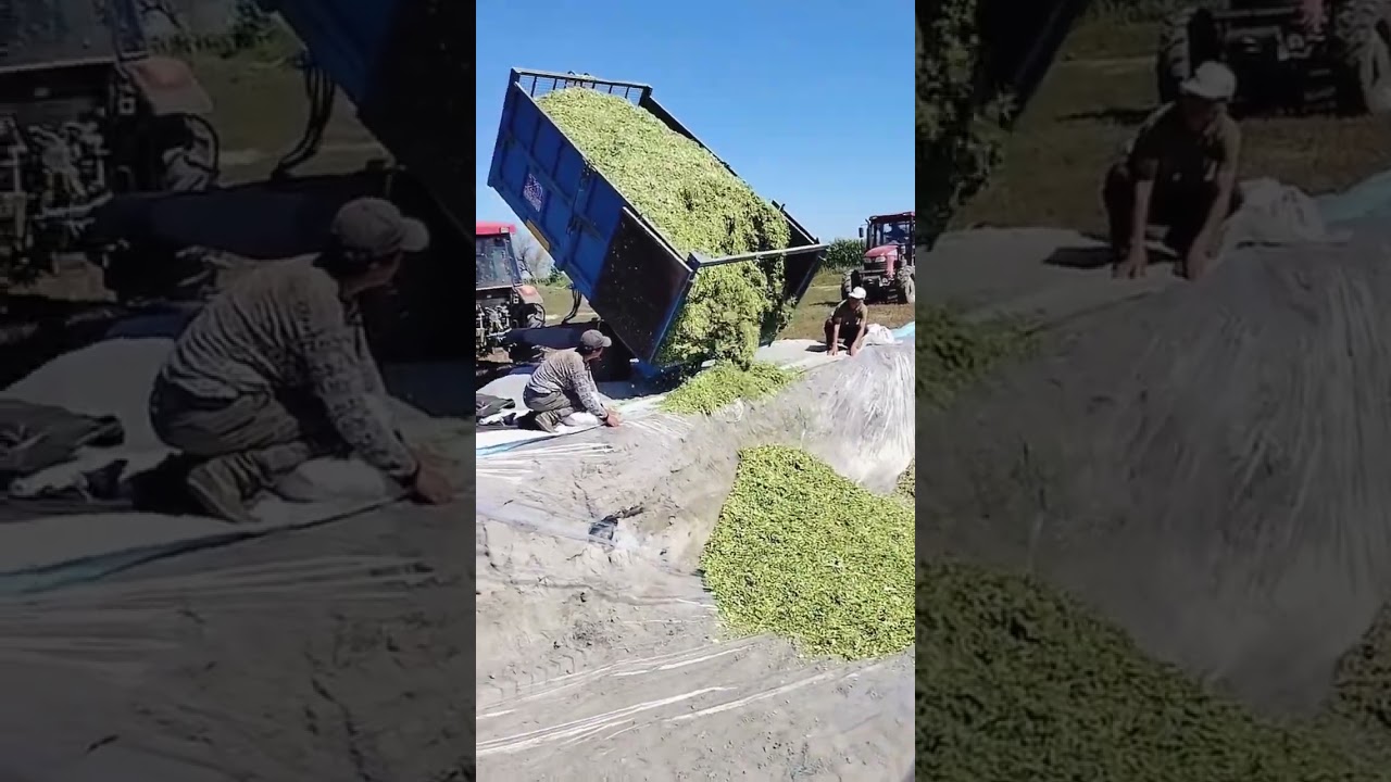 The process of pouring corn silage into the storage pit