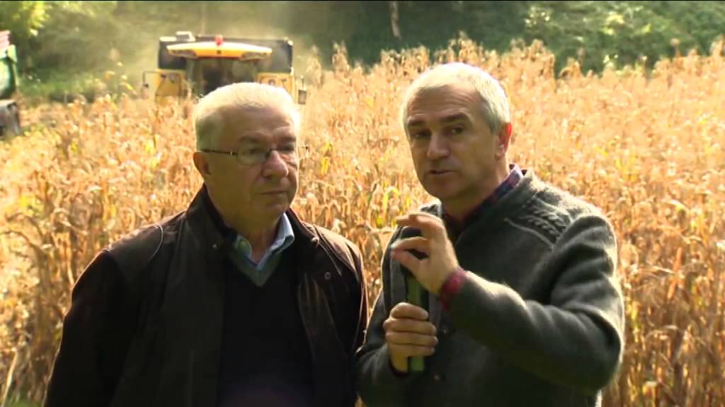 VALLE DEL CHIESE: farina da polenta motore di sviluppo
