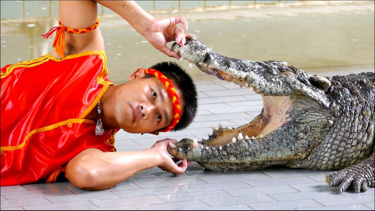 New Crocodile Show Video - Thailand 2016