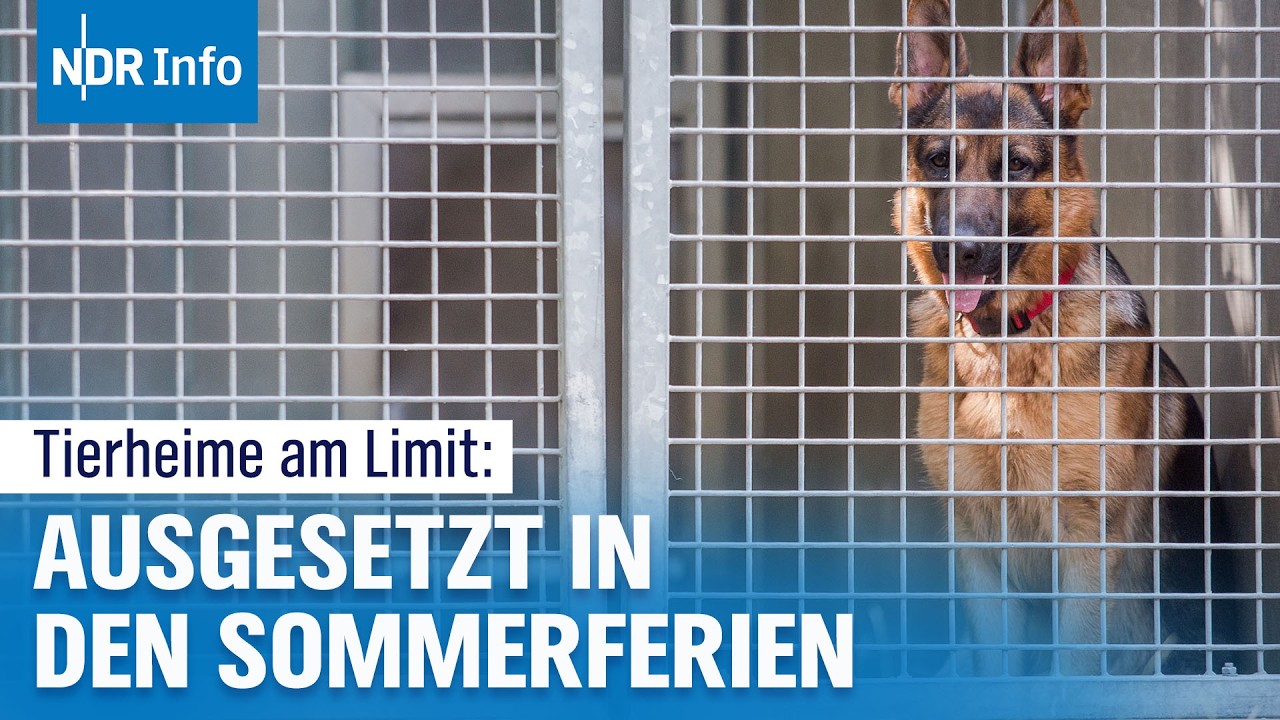 Ferien und Sommerzeit: Tierheime am Limit und kein Ende in Sicht | NDR Info