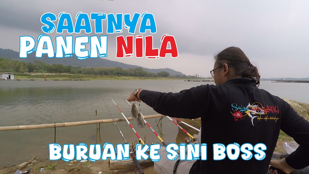 MANCING WGM ! Nila nya super HAUP... Panen Boss... #fishing #mancing #mancingdasaran