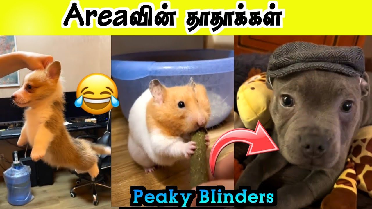 Areaவில் அலப்பறை செய்யும் விலங்குகள் | Peaky Blinders | Hoomans