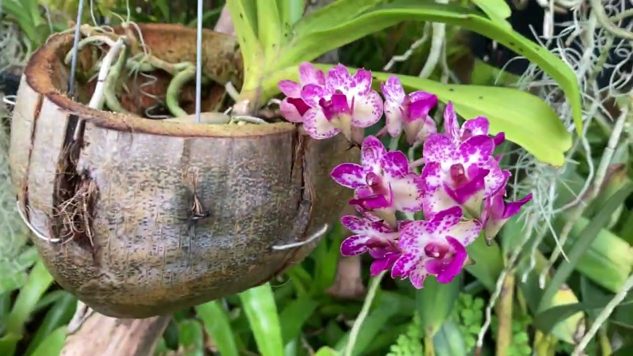 Особенности Природных Каттлей, Ринкостилис. C. Mossiae, C. Canhamiana, Rhyn. Norma.