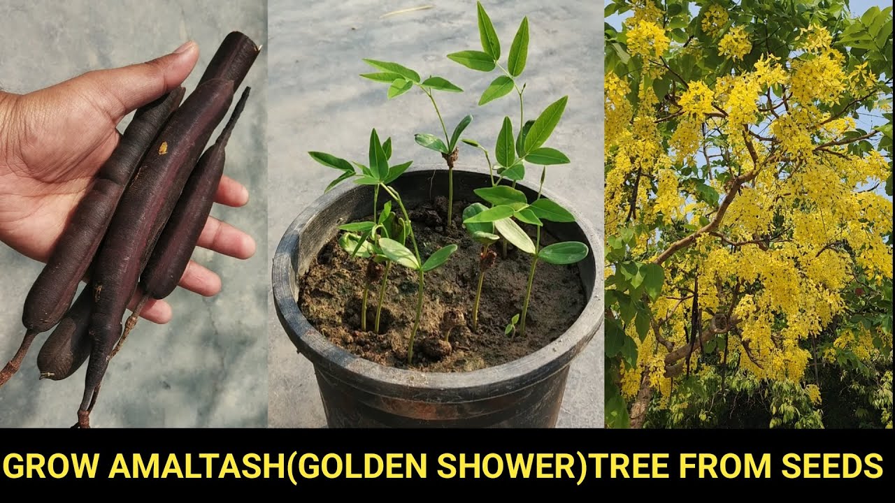 अमलतास को बीज से उगाएँ/Grow Amaltas from seeds,Cassia fistula,Golden shower tree