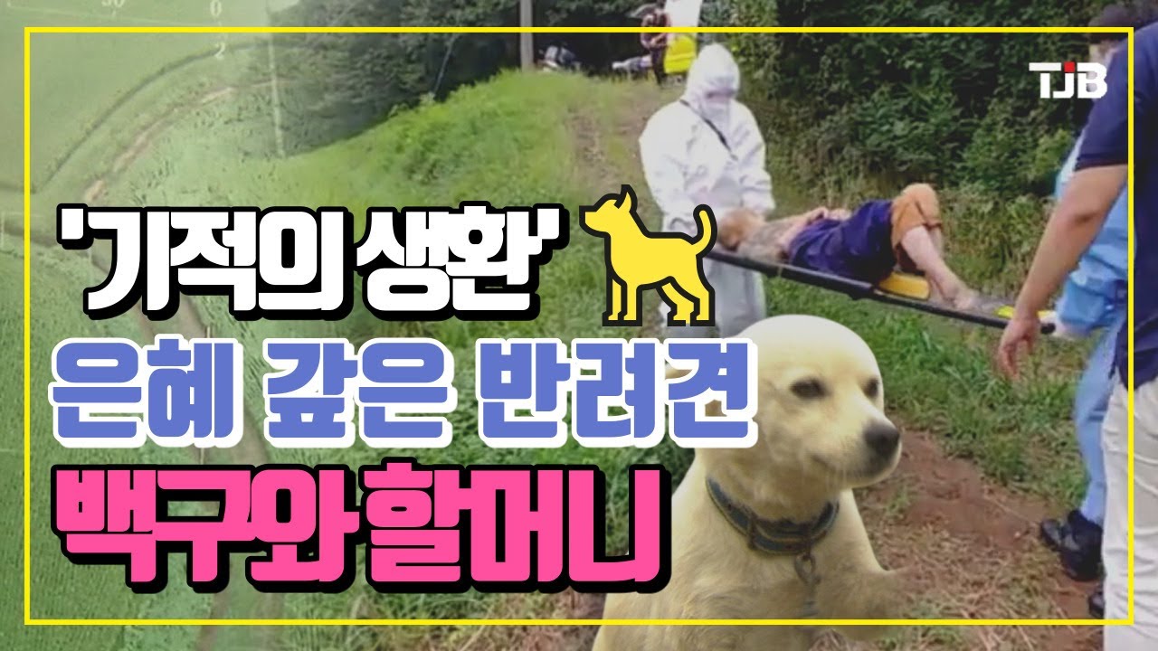 '기적의 생환'.. 은혜 갚은 반려견 백구와 할머니｜ TJB 대전&middot;충남&middot;세종뉴스