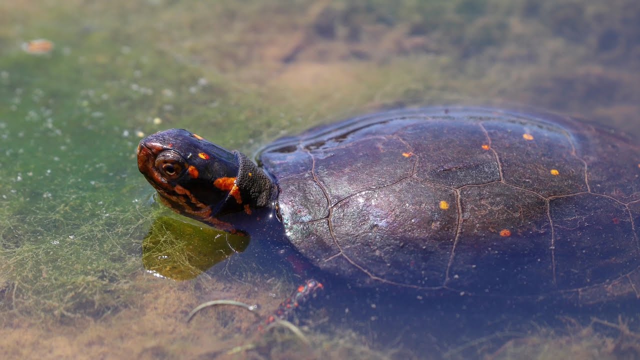 DoD PARC Species Profile Video Series: Episode 3-Spotted Turtle